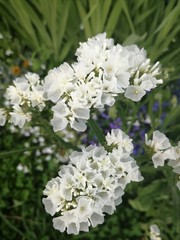 dried flower, kermek white, august