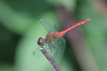 Blutrote Heidelibelle