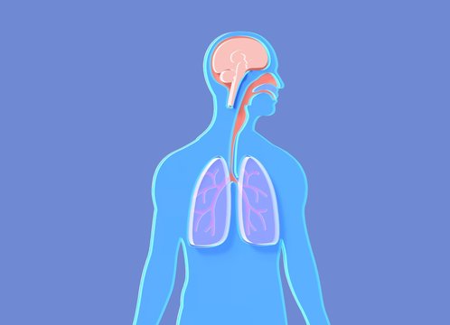 Flat 3D image of anatomical illustration of the human body, showing internal organs, brain, larynx, ENT, lungs. On blue background.