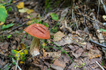 Mushroom Headhead