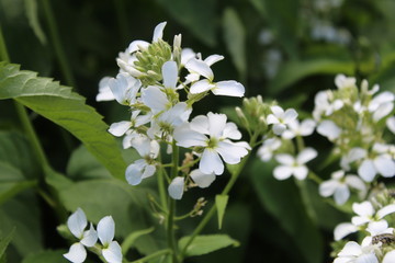   Apprenez à prononcer White flower in its flourishing shadow