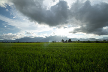 Rice field and mountain shot, cloudy sky and lens flare, blue sky, green grass, tropical climate