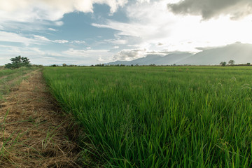 Hays road along side with rice field cloudy day