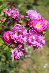  Bouquet of roses with bursts of light