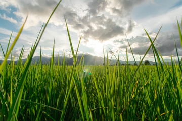 Obraz premium close up green Rice field with mountain background on the cloudy day , road side