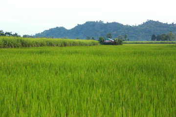 Obraz premium rice fields