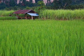 rice fields