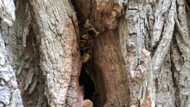 Hornissen fliegen in ihr Nest in einem Baumstamm