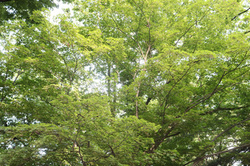 The tops of the trees