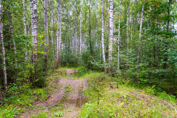 Road in the forest