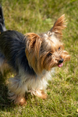yorkshire terrier on green grass
