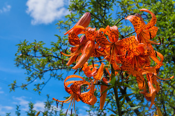 Orange flowers Lily against a blue sky. Lily flowers bloom in the garden. Flower Lily closeup. Soft selective focus.