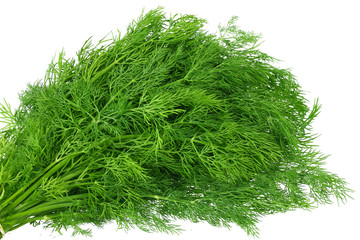 bunch fresh green dill isolated on white background