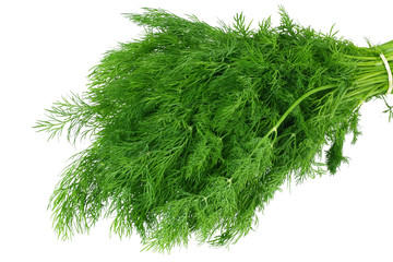 bunch fresh green dill isolated on white background