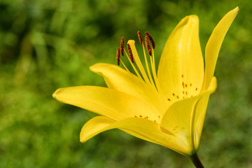 Yellow flower Lily. Lily flowers bloom in the garden. Flower Lily closeup. Soft selective focus.