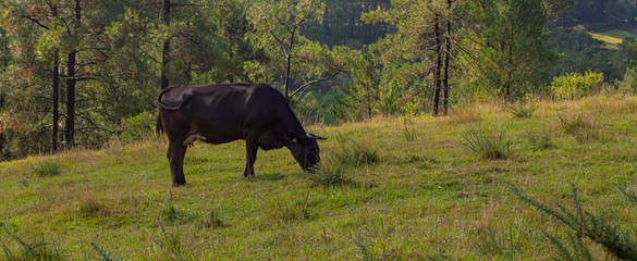 Ganado / Won. A Coruña. Galicia