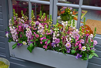 Window box planted with selection of colourful flowers including scabiosa, foxgloves and phlox
