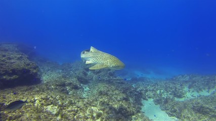 Beautiful Leopard Shark. Graceful Zebra Shark Or Carpet Shark Swimming Underwater On Peaceful Coral Reef & Sunlit Sea Surface In Calm Gentle Tropical Blue Sea Water.Colourful Shark Aquatic Marine Life