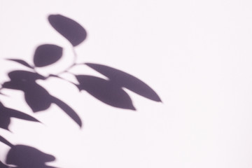 Tree leaves shadow on wall background, Abstract Background Cement Wall Shadow Light Concept, shadow effects