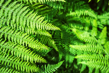 Natural fern pattern background made from bright green fern leaves.