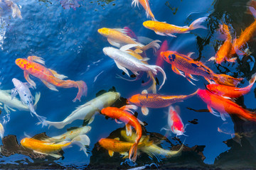 Fototapeta na wymiar Koi Carps Fish Japanese swimming