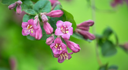 branch with flowers on green background