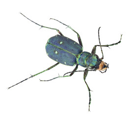 forest blue tiger beetle top view on white