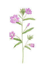 Watercolor hand drawn botanical illustration with willowherb epilobium (fireweed) flower, wild meadow plant isolated on white background. Good for design, print, poster, card and fabric.