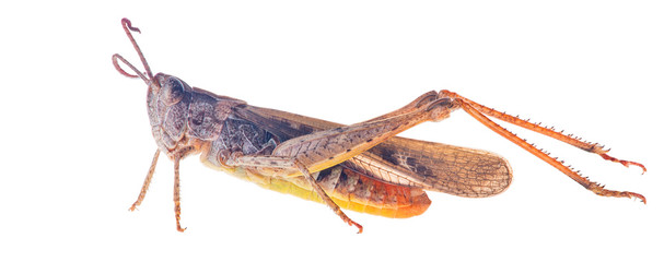 brown grasshopper isolated on white