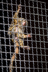 Tamarin monkey trapped in a cage.