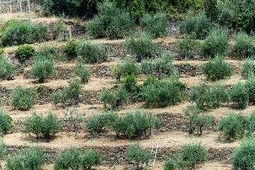 Gardinen Terraced fields with olive trees at summer, Vernazza, Cinque Terre, Liguria, Italy, Europe © Alberto Masnovo