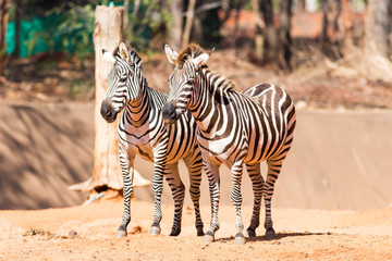 Fototapeta na wymiar Two zebras in the zoo.