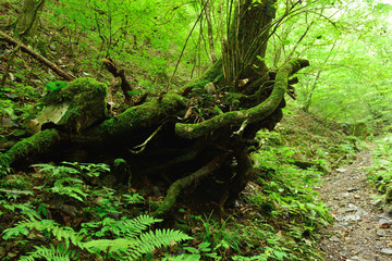 Photo of moss on a tree