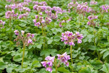 Obraz premium Potato variety with purple flowers. Blooming potatoes close-up.