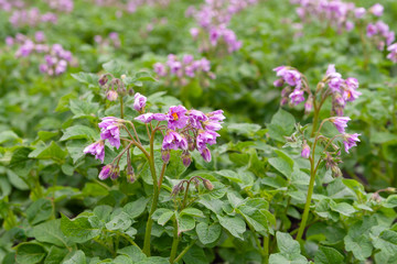 Potato variety with purple flowers. Blooming potatoes close-up.