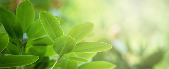 Rhododendron bud and green leaves in spring