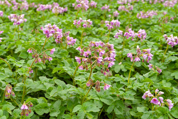 Potato variety with purple flowers. Potato field during flowering.