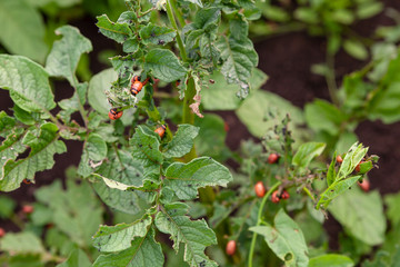 Potato bush damaged by the larvae of the Colorado potato beetle. Close-up.  Leptinotarsa decemlineata