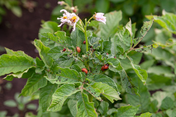 Potato bush damaged by the larvae of the Colorado potato beetle. Close-up.  Leptinotarsa decemlineata
