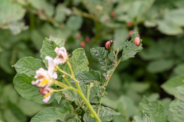 Potato bush damaged by the larvae of the Colorado potato beetle. Leptinotarsa decemlineata