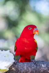 The red parrot is eating fruit in the zoo.