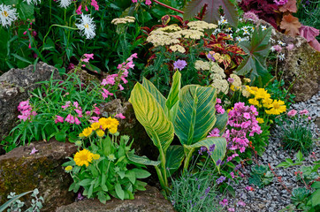 A colourful flower border with wild planting of mixed flowers including Astilbe, Phlox, Lupins and Leucanthemum Shasta daisy