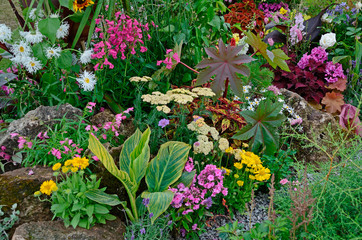 A colourful flower border with wild planting of mixed flowers including Astilbe, Phlox, Lupins and Leucanthemum Shasta daisy