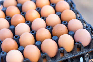 Egg in Black Plastic Tray