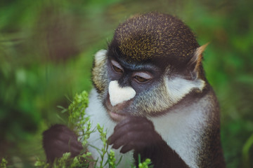 Cute beautiful monkey is sitting in a cage on a background of green grass.