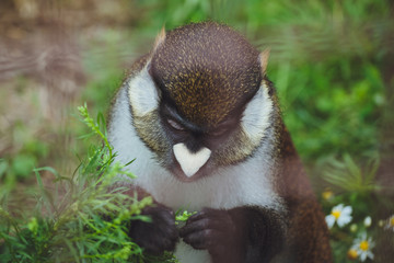 Cute beautiful monkey is sitting in a cage on a background of green grass.