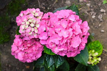 Pink Hydrangea macrophylla (Bigleaf Hydrangea) inflorescence closeup