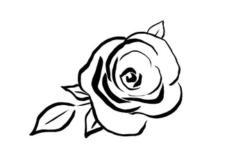 Simple line art hand drawn black ink botanical illustration with beautiful abstract rose flower isolated on white background