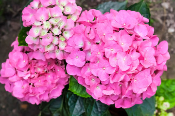 Pink Hydrangea macrophylla (Bigleaf Hydrangea) inflorescence closeup