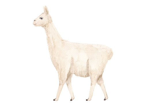 White Llama or alpaca  watercolor hand drawn illustration isolated on white background. Cute mammal animal painting for design, print, fabric, background or wall art.